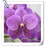 (A14)V.ROBERT DELIGH'56'