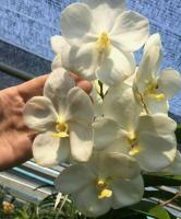 (A109)V.Nopporn White DIAMOND "M"