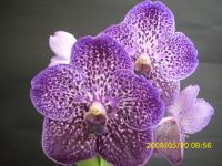 (A13)V.THONGCHAI×V.BMZ'S NERTTHROB