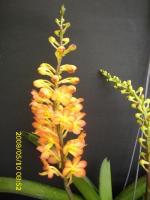 (C2)ASCTM.AMPULLACEUM×ASCTM.MINIATUM