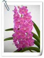 (D1)VASCO.PINE RIVERS PINK