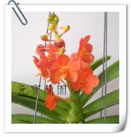 (B3)Ascda.Happy  Chrustie