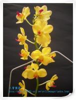 (B2)ASCDA.PHILIPPNENSIS x AERCAWRENCEAE