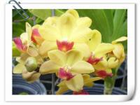 (D3)黃花紅心狐狸尾 Rhy. Gigantea x Are. Houlltiana