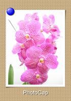 A.萬代蘭的照顧方式