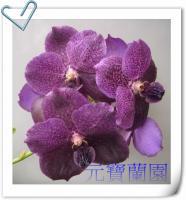 (A11).V.Bits Heartthrob × V.Thongchai