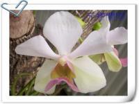 (F8)粉白花粉心鐵釘蘭