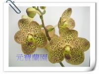 (A6) V.Gordon Dillon x V.jao phaya suppe 