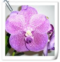 (A17)V.Kasem Deligh'4n' x V Bit's Heartthrob'4n'