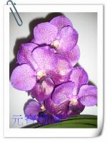 (A9) V.Kasem Delight x Dr.Anek