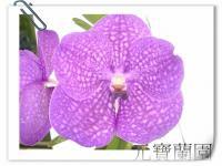 (A2)V.Virta x V.Rattana Blue