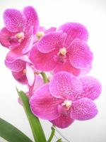 (A7)V.Rober Delight 31