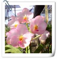 (B1)ASCDA.MUANG THAI