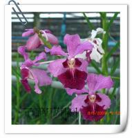 (F5)紅花紅心鐵釘蘭