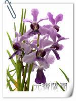 (F6)紫花紫心鐵釘蘭