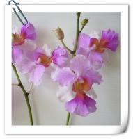 (F9)粉花粉心波浪邊鐵釘蘭