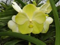 (A1)V.Nopporn Gold X Kultana Gold X Nopporn Dreem