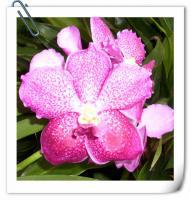 (A10)V.Kasem Delight "4N"X DR.Anek'4n"