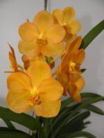 (B6)Ascda.Chiginori X Fuchs harvest moon