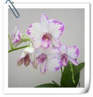 (E14)Den.Compactun  Pink