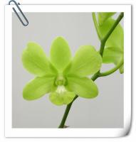 (E16) 綠色阿里郎