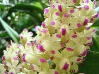 (D6)Aerides quinquevulnera