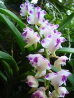 (D7)Aerides lawrencea Odorata "Alba"