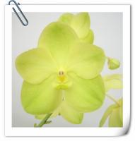 (A18)V.Nopporn Goldendreen X V.Susamran stop