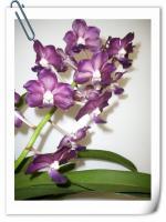 (B7)Ascda.Nongkham X Laweren X Sashicha