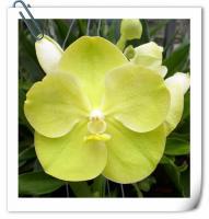 (A18-1)V.Nopporn Goldendreen X V.Susamran stop