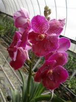 (A19)V.Pat Delight X Bit's Heartthrob