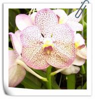 (A3)V.Kuladee "Fragrant  NO2 "M"