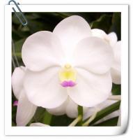 (A20)V.Muanthong X Nongkham X V.Muangthong