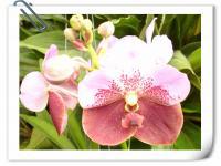 (A21)V.Thaveesuksa X V.Udomsri