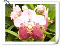 (A21-1)V.Thaveesuksa X V.Udomsri