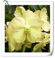 (A22)V.Susamran Gold X V.Ariyankul