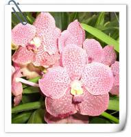 (A23)V.Gordon Dillon'4N' X Guo Chia long