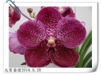 (A24)V.Gordon Dillon X V.Bit's hearttrob