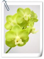 (B8)Ascda.Kenny Gold X Dennissonana