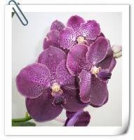 (A25)V.Kasem Delight '4N\x Dr.Anek'4N'