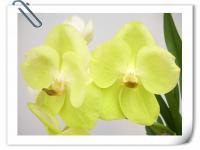 (A26)V.ThanansandXV.Chales Good Fellow