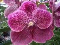 (A15) V.Robert Deligh'Red358'