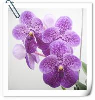 (A5)V.Rober Delight'Tosak'