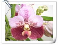 (A27)V.BoonchooXV.Chindavat