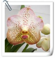 (A28)V.Tubtim Velvet X V.Suksamrat Spot 