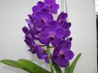 (B9)Ascda. John Debiase Blue