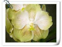 (A29)V.Susamran Gold 4N X (kultana Gold)X Glof