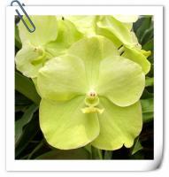 (A26-1)V.ThanansandXV.Chales Good Fellow 