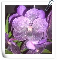 (A30)V.Robert Deligh 'black blue" 