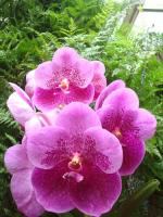 (A31)V.BoonchooXV.Thaveesuka